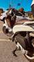 Piaggio Beverly 300 i.e. Bianco - thumbnail 2