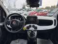 Fiat New Panda PANDINA CROSS HYBRID 1.0cc 70cv Weiß - thumbnail 7
