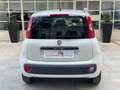 Fiat Panda Panda III 2012 1.2 Easy 69cv E6 Bianco - thumbnail 8