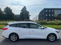 Ford Focus Focus 1.5 EcoBlue 120 CV automatico SW Business Co Bianco - thumbnail 7