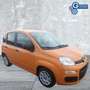 Fiat Panda Panda 1.0 FireFly S&S Hybrid Arancione - thumbnail 8