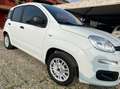 Fiat Panda Panda1.2 Easy Blanco - thumbnail 2