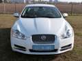 Jaguar XF 3.0 V6 Diesel Luxury !!!!!83.000Km!!!! Weiß - thumbnail 2