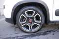 Fiat Panda FIAT Panda 1.0 FireFly S&S Hybrid Sport PROMOZION Bianco - thumbnail 5
