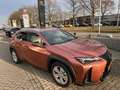Lexus UX 300h 35th Edition Braun - thumbnail 5