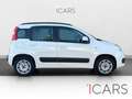 Fiat Panda 1.2 Lounge 51kW (69CV) Blanc - thumbnail 10