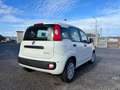 Fiat New Panda Pandina 1.0 65c.v Hybrid Pop Weiß - thumbnail 5