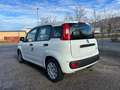 Fiat New Panda Pandina 1.0 65c.v Hybrid Pop Weiß - thumbnail 3