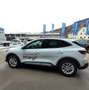Ford Kuga Hybrid Active X Allrad Weiß - thumbnail 3