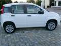 Fiat Panda Panda 0.9 t.air t. natural power Lounge 80cv Bianco - thumbnail 4