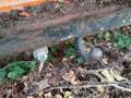 Volkswagen T3 Pritsche, Type 245, Doppelverg. Motor (CU), 69 PS Naranja - thumbnail 12