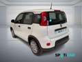 Fiat Panda 1.0 FireFly S&S Hybrid PANDINA ADAS Bianco - thumbnail 7