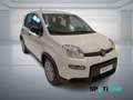 Fiat Panda 1.0 FireFly S&S Hybrid PANDINA ADAS Bianco - thumbnail 3