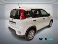 Fiat Panda 1.0 FireFly S&S Hybrid PANDINA ADAS Bianco - thumbnail 5