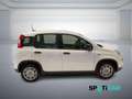 Fiat Panda 1.0 FireFly S&S Hybrid PANDINA ADAS Bianco - thumbnail 4