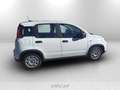 Fiat Panda 1.0 firefly hybrid s&s 70cv 5p.ti Blanco - thumbnail 6
