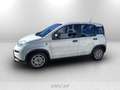 Fiat Panda 1.0 firefly hybrid s&s 70cv 5p.ti Weiß - thumbnail 2