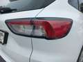 Ford Kuga 120PS Diesel/Automatik 2,0 EcoBlue AWD Cool & C... Weiß - thumbnail 10