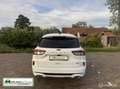 Ford Kuga 2.5 PHEV ST-Line | Trekhaak | Winter pack Blanc - thumbnail 2