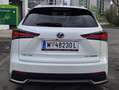 Lexus NX 300h NX 300h Aut. Weiß - thumbnail 4