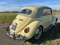 Volkswagen Käfer cabrio 1966 Gelb - thumbnail 6