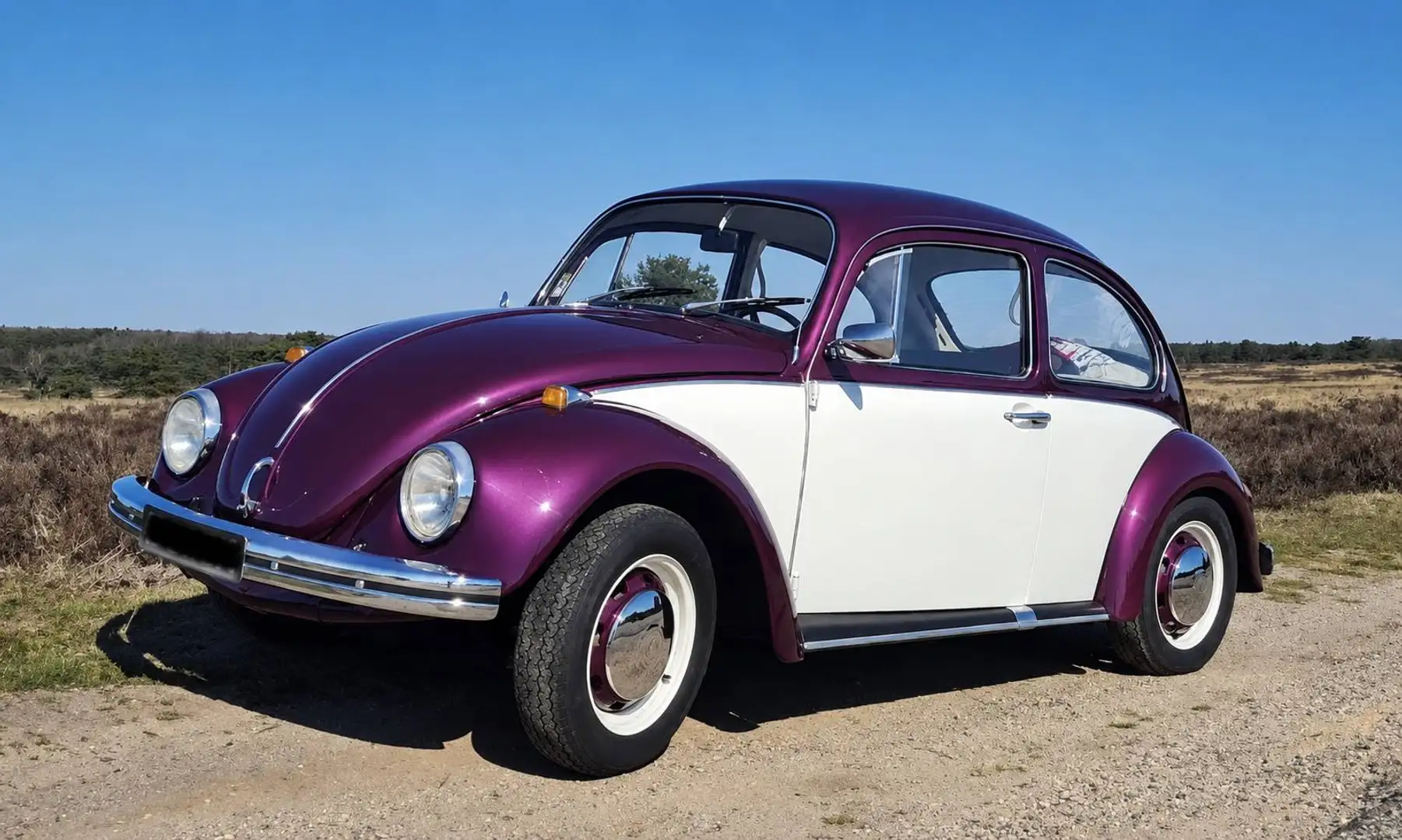 Volkswagen Käfer Violett - 1