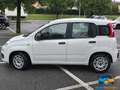 Fiat Panda 1.0 FireFly S&S Hybrid Easy NEOPATENTATI Blanc - thumbnail 5