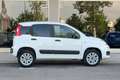 Fiat Panda FIAT PANDA 4x4 VAN 2 POSTI BENZINA Bianco - thumbnail 7