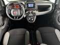 Fiat Panda 1.0 firefly hybrid 40.000 KM NEOPATENTATI Blanco - thumbnail 14