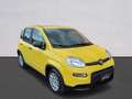 Fiat Panda Pandina III 2024 Pandina 1.0 firefly hybrid Pop s Giallo - thumbnail 3
