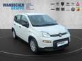 Fiat Panda MY24 Hybrid 1.0 GSE 70PS KLIMAANLAGE*ZV* Blanco - thumbnail 8
