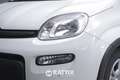 Fiat Panda 1.0 Firefly Hybrid 70CV Weiß - thumbnail 3