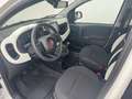 Fiat Panda /Pandina Cross Look Weiß - thumbnail 7
