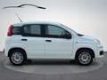 Fiat Panda Easy **Klima / 1 Vorbesitzer / Nur 26t km Stand*** Bianco - thumbnail 6