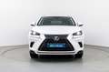 Lexus NX 300h Business 2WD Blanco - thumbnail 2