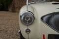 Austin-Healey 100 100/4 "SCCA-racer '53-'64" Oldest Healey race car Weiß - thumbnail 16