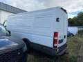 Iveco Bianco - thumbnail 4