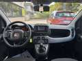 Fiat Panda 1.0 FireFly Hybrid 70cv City Life - PREZZO REALE Bianco - thumbnail 7