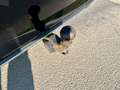 Volkswagen Golf Variant IQ.DRIVE BlueMotion 1.5 TSI*LED-SCHEINW.* ACC *AHK Schwarz - thumbnail 19
