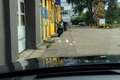 Audi A6 Avant 40 TDI quattro S LINE 19Z+PANORAMA+ACC+ Gris - thumbnail 11