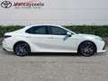 Toyota Camry Premium+ nav+cam+sens V&A Weiß - thumbnail 3