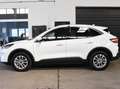 Ford Kuga Hybrid Titanium X*Aut*Taxi* Weiß - thumbnail 3