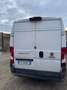 Fiat Ducato Bianco - thumbnail 3