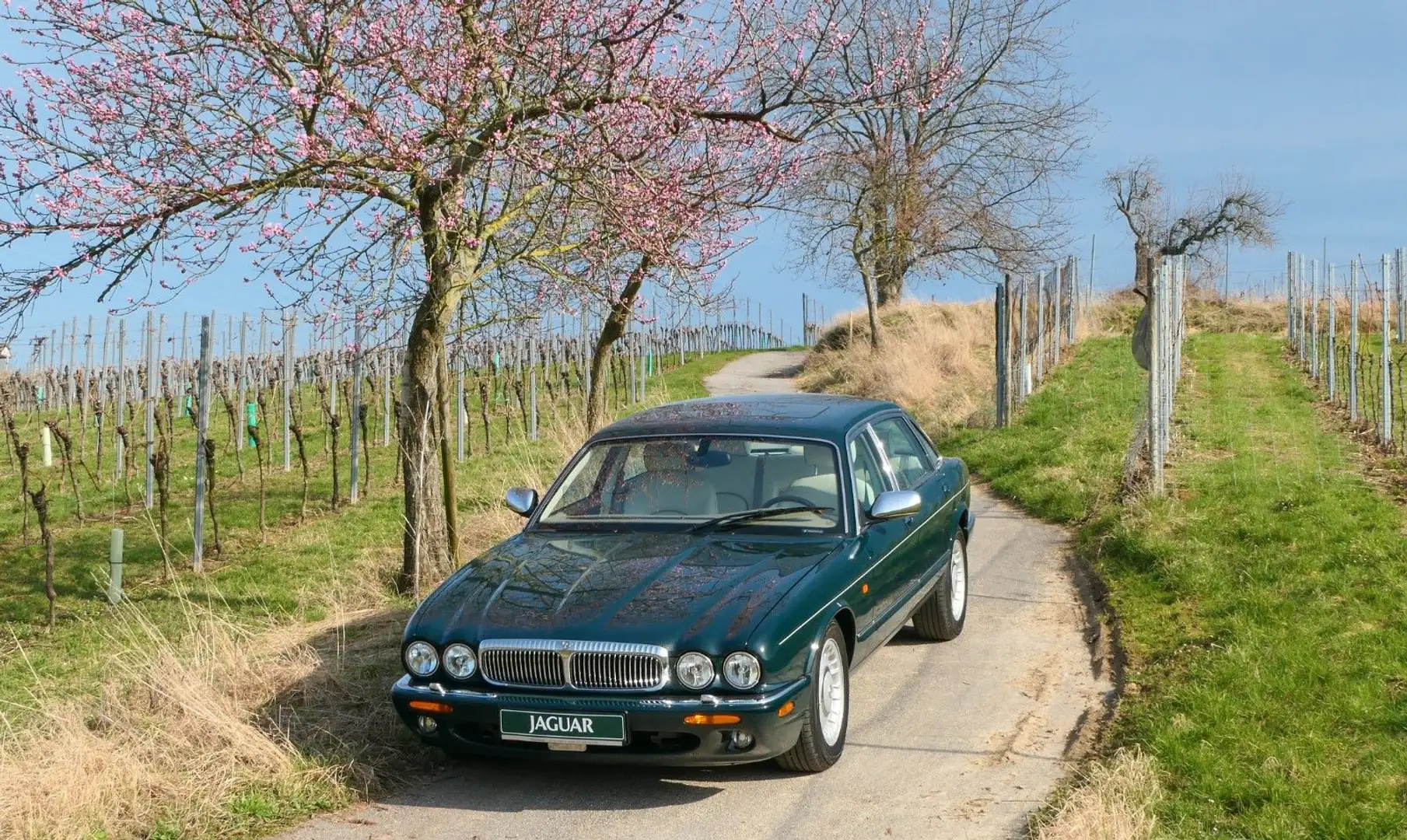 Jaguar Daimler V8 2 Jahre Garantie Grün - 1
