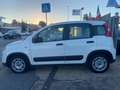 Fiat New Panda 1.0 Firefly hybrid 5POSTI RadioBT - Prezzo Reale Wit - thumbnail 3