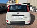 Fiat Panda 1.0 Firefly Hybrid 70cv RADIO BLUETOOTH Bianco - thumbnail 5