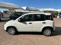 Fiat Panda 1.0 firefly hybrid Bianco - thumbnail 9