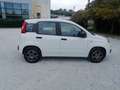 Fiat Panda Panda 1.2 Pop omologata 5 posti in ( PROMO ) Blanc - thumbnail 6