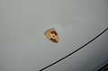 Porsche 992 992.2 Carrera T Cab / VAT / SportDesign / Bose Gris - thumbnail 18