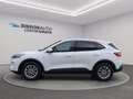 Ford Kuga 1.5 EcoBlue 120 CV 2WD Titanium Business Bianco - thumbnail 2
